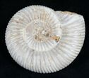 Perisphinctes Ammonite - Jurassic #7376-1
